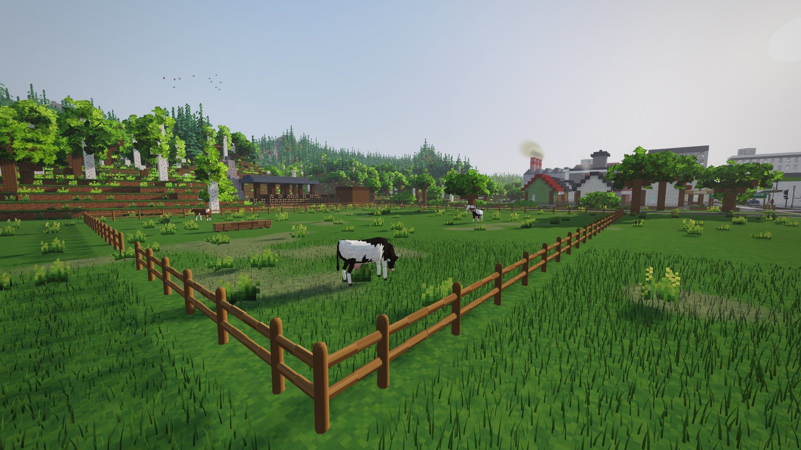 A cow grazing in the fenced pasture, birds overhead, town houses at the edge of the fields